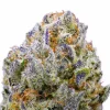 Purple Churro THCa